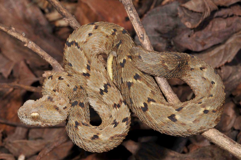 The Mt Mabu Bush Viper (Atheris mabuensis) full_WRB (Large)