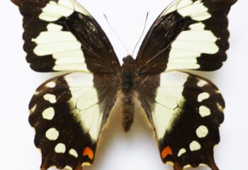 Papilio pelodurus allani_CC (Large)