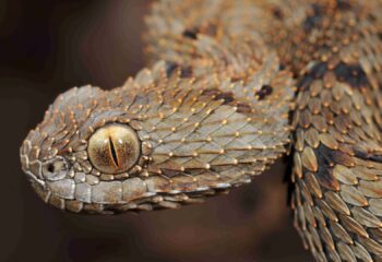 The Mt Mabu bush Viper (Atheris mabuensis) head_WRB