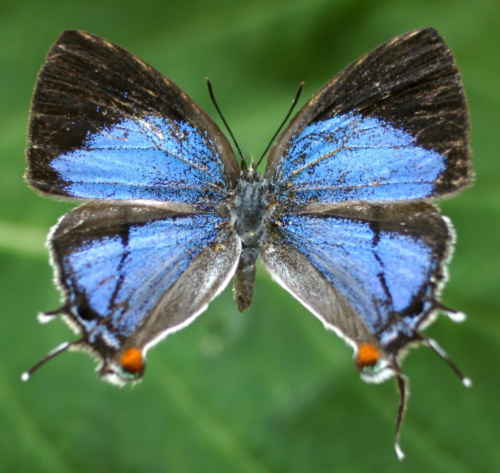 Epamera malaikae_CC (Large)