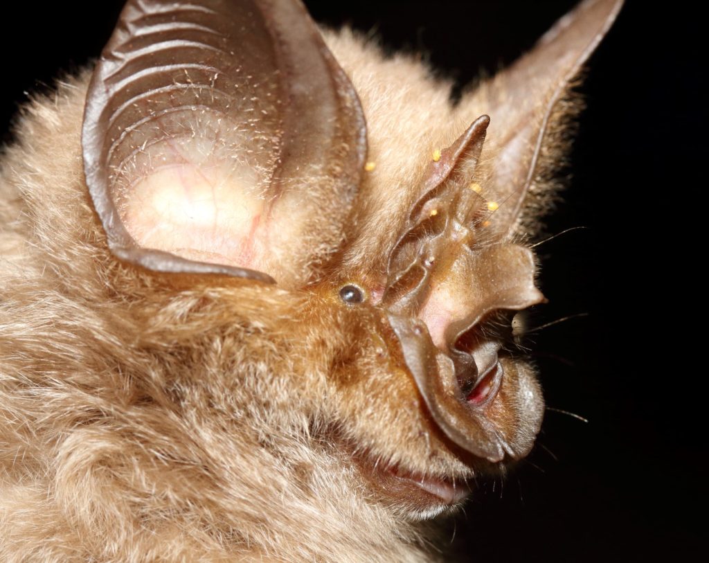 The Mabu leaf-nosed bat (Rhinolophus mabuensis)_AM (Large)