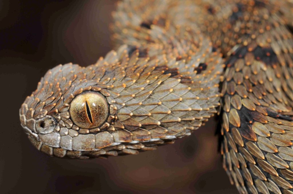 The Mt Mabu bush Viper (Atheris mabuensis) head_WRB (Large)