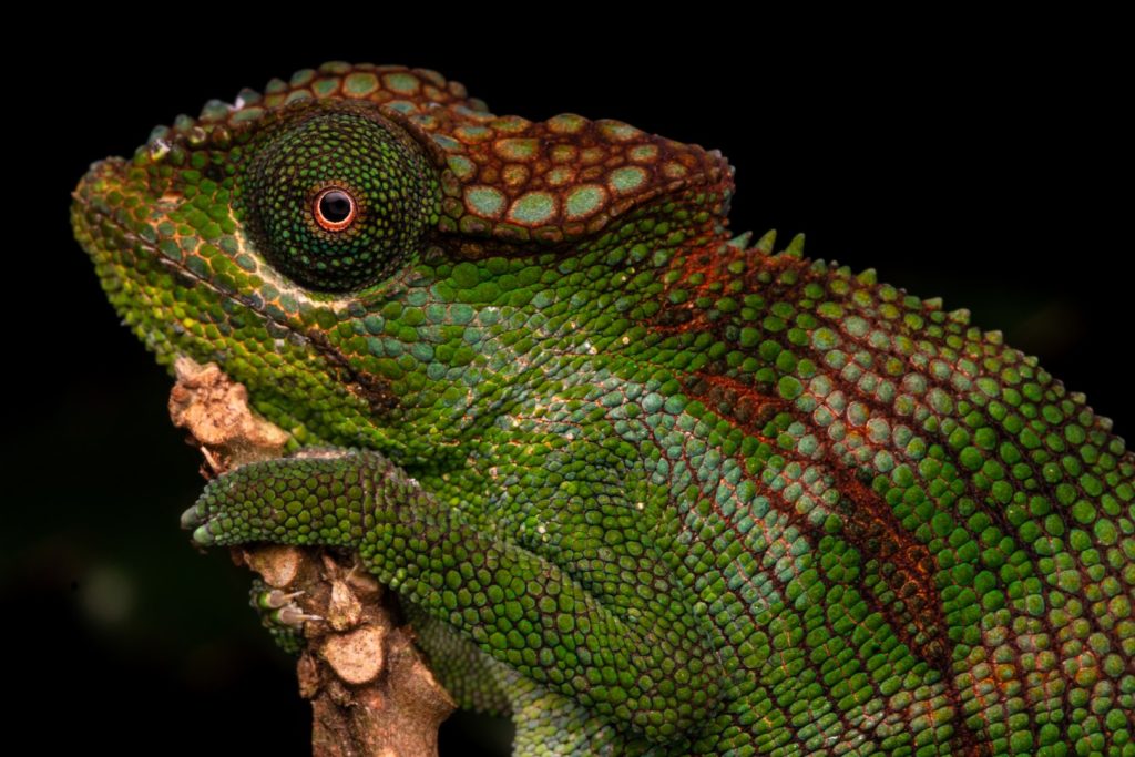 mabu_chameleon1